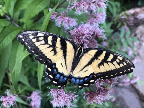 A vibrant yellow and black butterfly perched on pink flowers, surrounded by green foliage.
