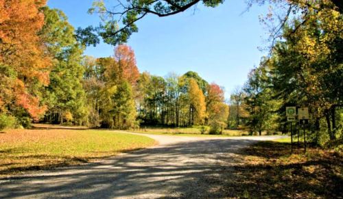 A scenic view of a gravel road splitting through colorful autumn trees under a clear blue sky.