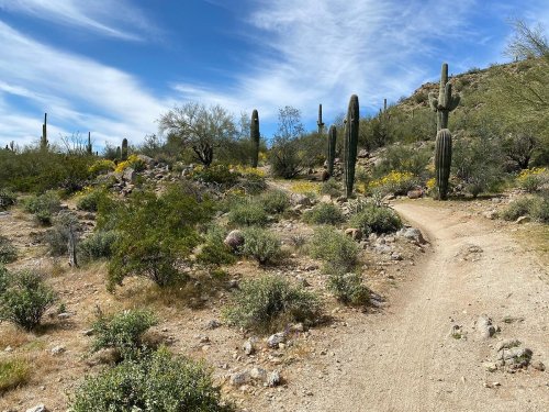 A desert landscape with cacti, shrubs, and a winding dirt path under a blue sky with wispy clouds.