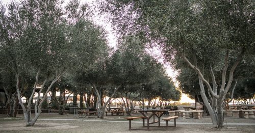 A serene outdoor space with olive trees and wooden picnic tables, illuminated by soft evening light.