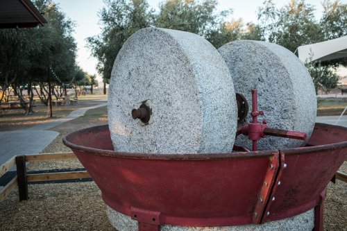 Two large stone millstones sit in a red metal basin, surrounded by olive trees in a park setting.