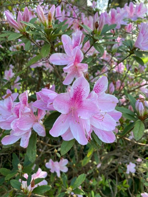 A close-up of pink azalea flowers blooming among green leaves.