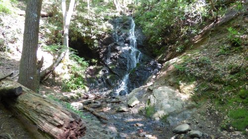 A serene forest scene featuring a small waterfall cascading over rocks, surrounded by lush greenery and fallen logs.
