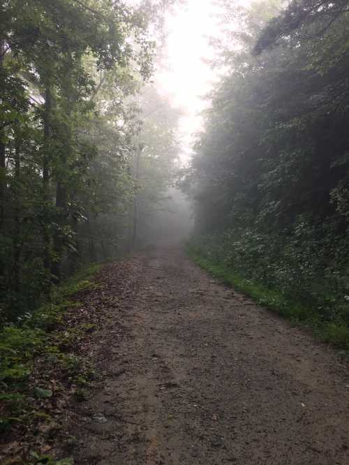 A misty forest path surrounded by lush greenery, creating a serene and tranquil atmosphere.