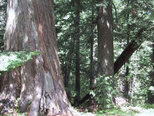 Two large trees stand in a dense forest, surrounded by greenery and dappled sunlight filtering through the leaves.