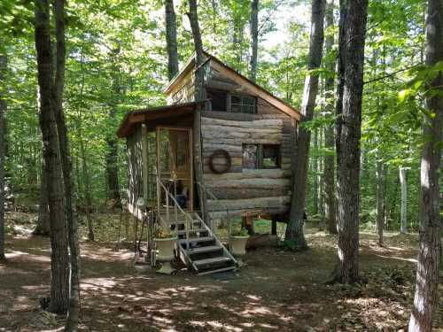 A rustic treehouse made of logs, nestled among tall trees in a lush green forest. Steps lead up to the entrance.