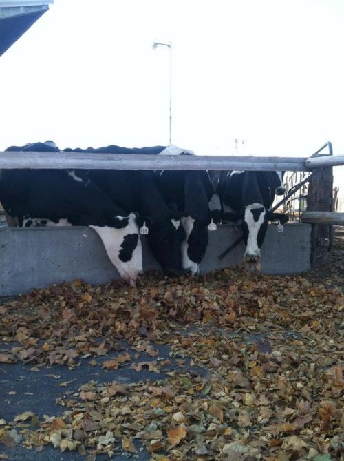 Three cows leaning over a fence, surrounded by fallen leaves on the ground.