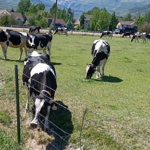A herd of black and white cows grazing in a green field with mountains in the background.