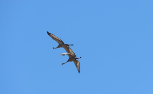 Two cranes flying gracefully against a clear blue sky.