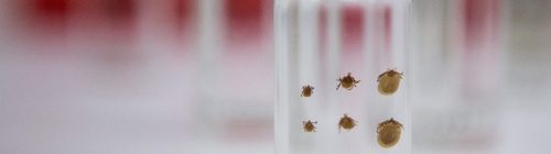 Close-up of several brown ticks inside a clear glass container, with a blurred background.