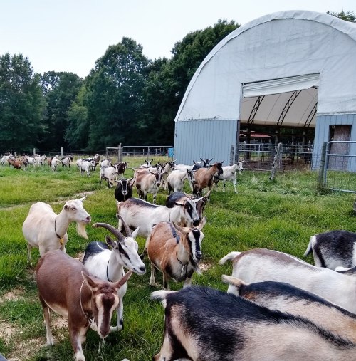 A herd of goats grazing in a grassy area near a barn, surrounded by trees.
