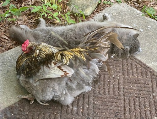 A chicken perched on a sleeping gray cat on a doormat, surrounded by greenery.