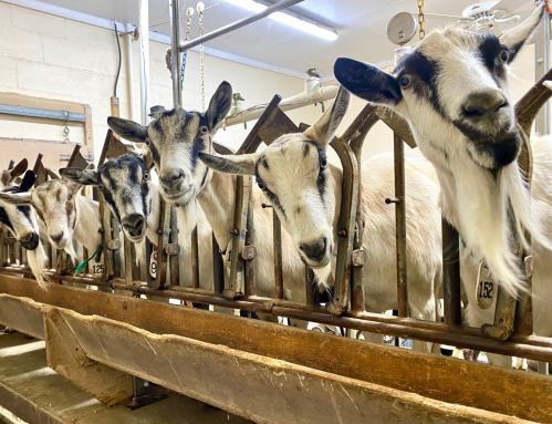 A row of goats with distinctive markings peering through a wooden fence in a barn setting.