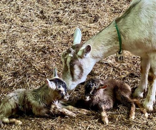 A goat gently nuzzles two newborn kids resting on straw in a barn.