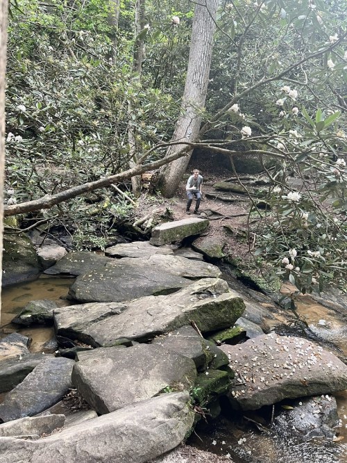 A person stands on rocks near a stream in a lush, green forest with trees and blooming flowers.