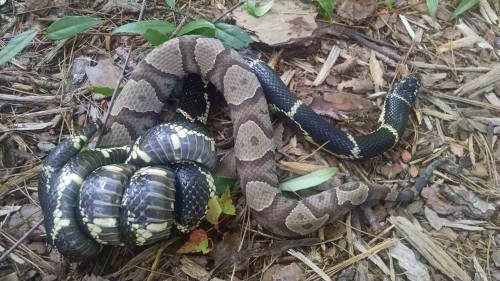 A snake coiled on the ground among leaves and twigs, showcasing a mix of dark and light patterns.