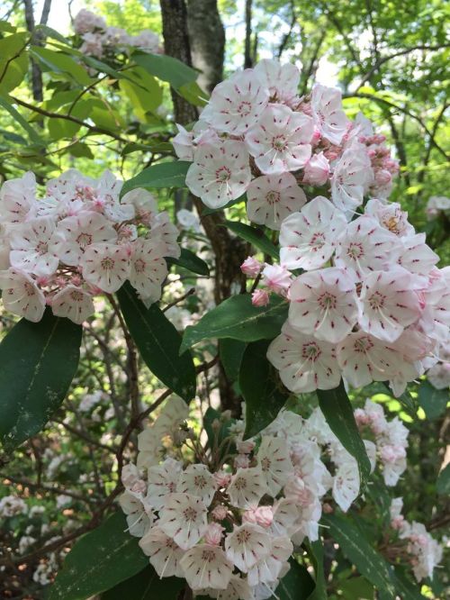 A cluster of pink and white flowers with green leaves, blooming in a lush, green forest setting.