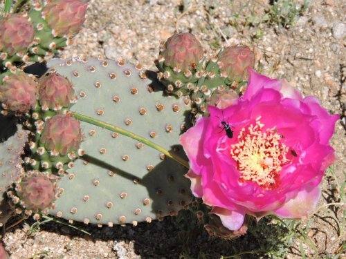 A vibrant pink cactus flower blooms beside a green cactus pad with spines and buds, with small insects nearby.