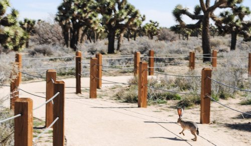 A rabbit runs along a sandy path surrounded by Joshua trees and wooden posts in a desert landscape.
