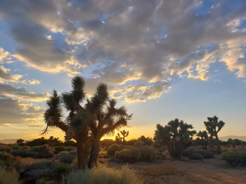 A desert landscape at sunset, featuring silhouetted Joshua trees against a colorful sky with clouds.