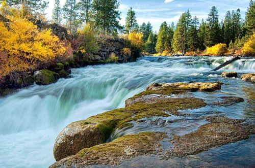 A serene river flows over rocks, surrounded by vibrant autumn foliage and tall evergreen trees under a clear blue sky.