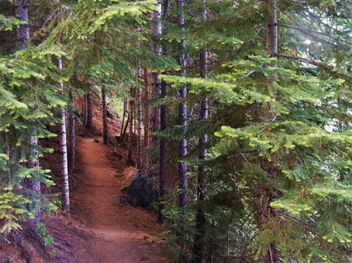 A winding dirt path through a lush green forest with tall trees on either side.