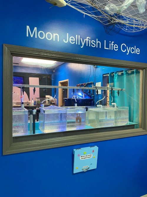 Display of tanks illustrating the moon jellyfish life cycle, set against a blue wall with informative signage.