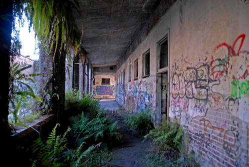An abandoned corridor with overgrown ferns and colorful graffiti on the walls, illuminated by natural light.