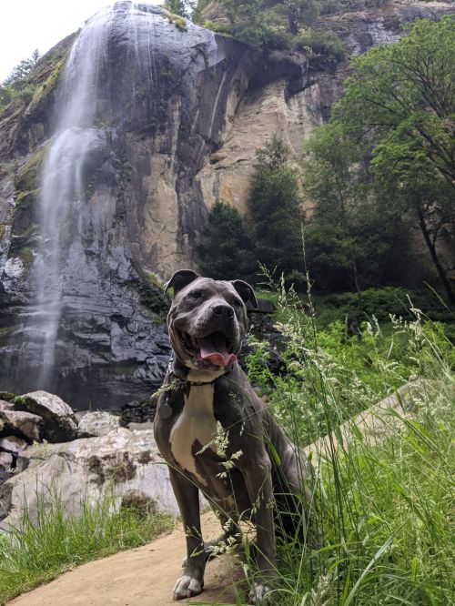 A happy dog sits in front of a waterfall, surrounded by lush greenery and rocky terrain.