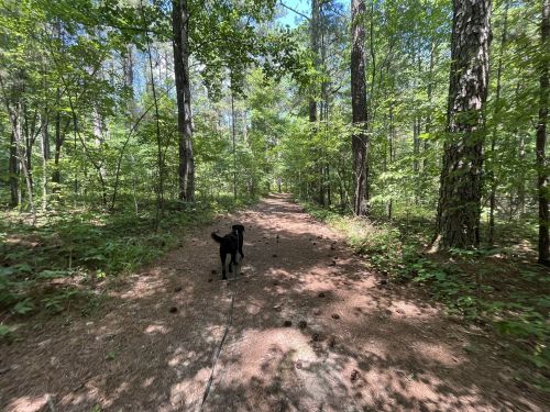 A black dog walks along a dirt path in a lush green forest, surrounded by tall trees and sunlight filtering through the leaves.