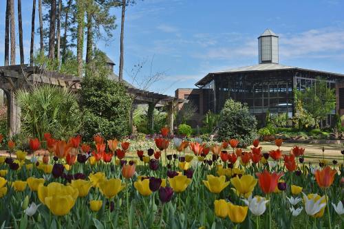 A vibrant garden filled with colorful tulips in the foreground, with a modern building and trees in the background.