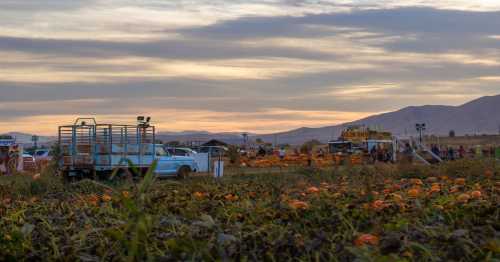 A pumpkin patch at sunset, with trucks, stalls, and mountains in the background.