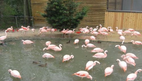A group of pink flamingos wading in a pond, with a few ducks nearby and a wooden structure in the background.