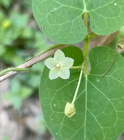 A small, delicate green flower with a white center, surrounded by heart-shaped green leaves.