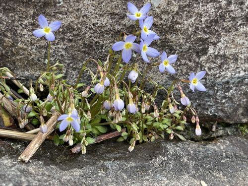A cluster of small purple flowers growing between rocks, with some buds and green leaves visible.