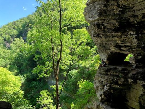 A lush green landscape with a rocky cliff and a tree, showcasing a serene natural setting.