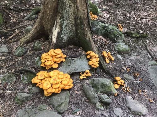 Bright orange mushrooms cluster around the base of a tree, surrounded by rocks and forest floor debris.