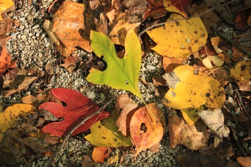 A variety of autumn leaves in red, yellow, and green scattered on a gravel surface.