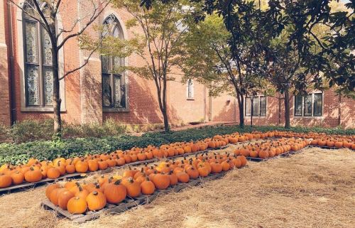 A row of bright orange pumpkins on straw, lined up beside a brick building with large windows and trees.
