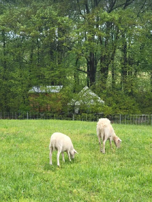 Two sheep grazing in a green field with trees and a barn in the background.
