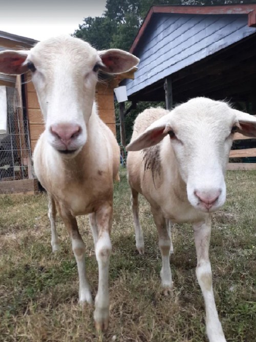 Two sheep standing side by side in a grassy area, with a wooden structure in the background.
