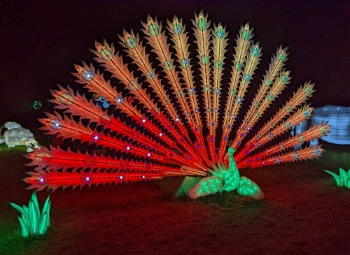 A vibrant, illuminated peacock display with colorful feathers, set against a dark background.