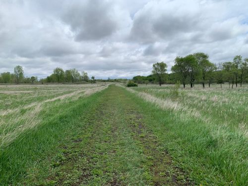 A grassy path stretches through a field under a cloudy sky, surrounded by trees and tall grass.