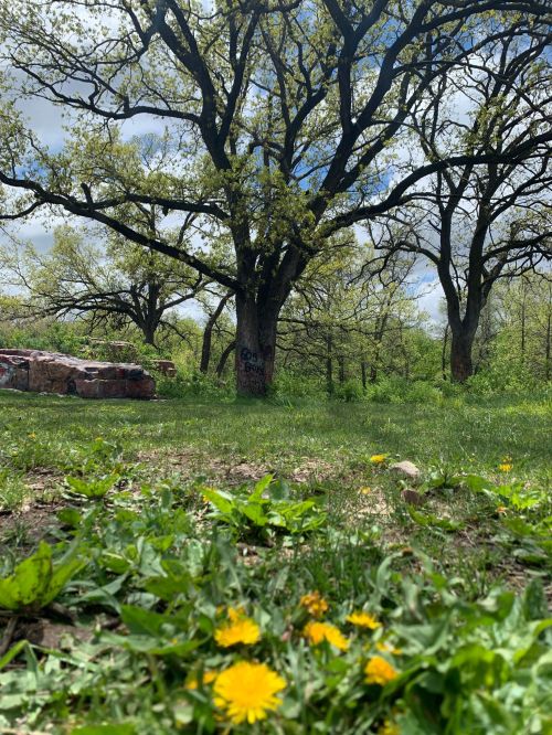 A grassy area with dandelions in the foreground and tall trees under a partly cloudy sky.