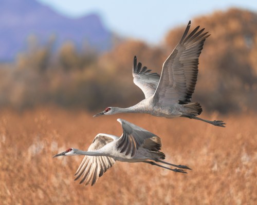 Two sandhill cranes flying gracefully over a golden field with blurred mountains in the background.