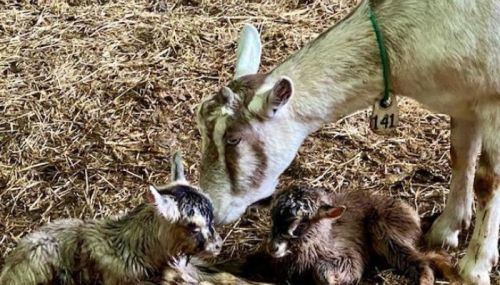 A goat gently nuzzles two newborn kids in a straw-covered barn.