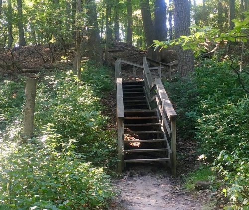 A wooden staircase leads through a lush green forest, surrounded by trees and underbrush.