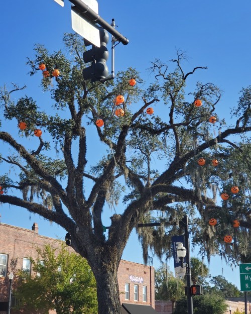 A large tree decorated with orange pumpkins, hanging from branches, against a clear blue sky and traffic lights.
