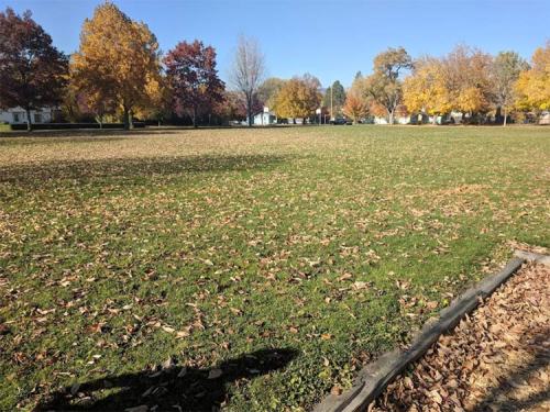 A park scene with a grassy area covered in fallen leaves, surrounded by trees with autumn foliage.