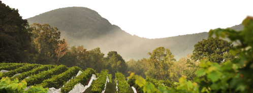 A scenic view of vineyards with rolling hills and misty mountains in the background.